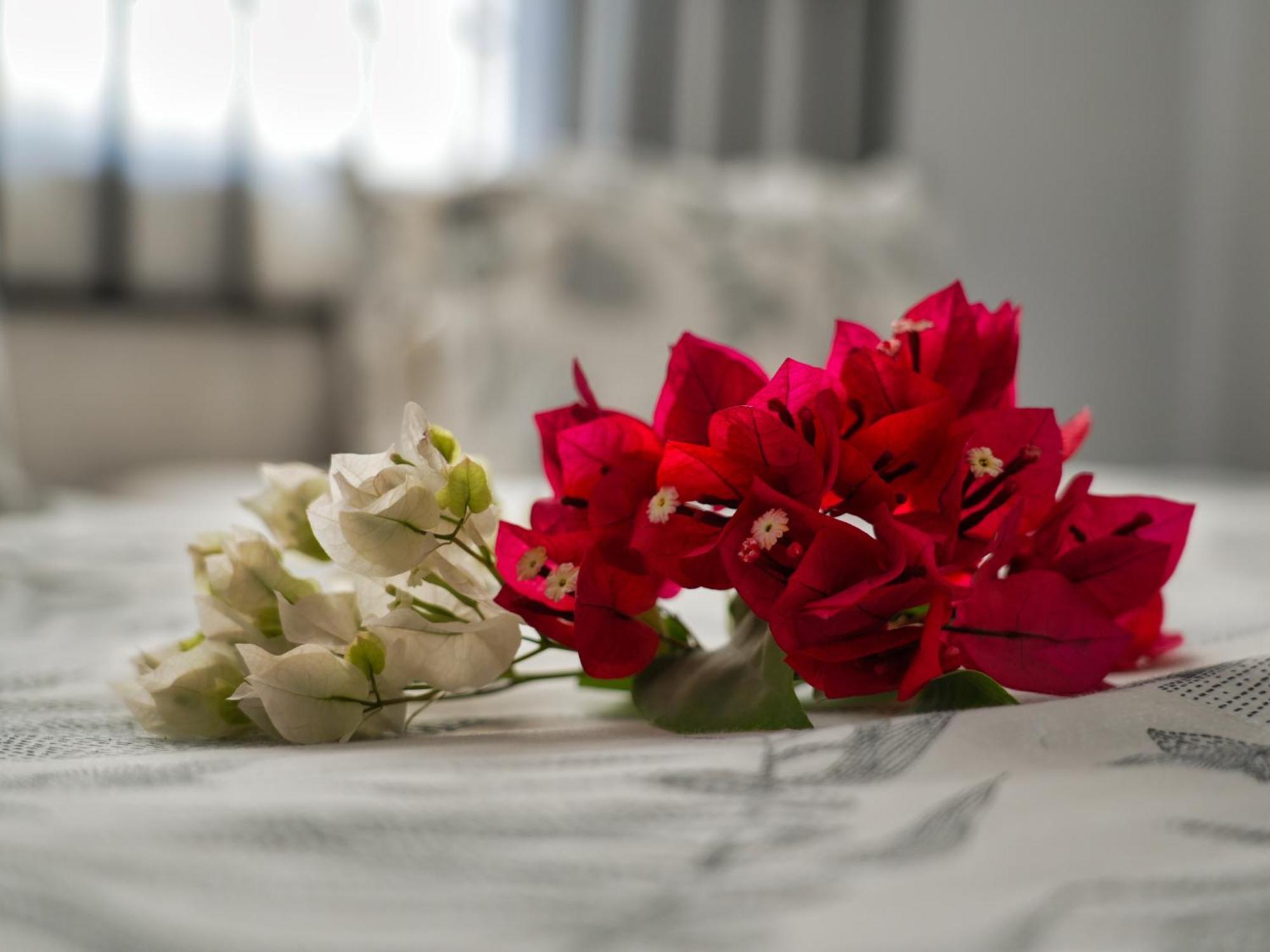 Golentle Home Stay Maun ห้อง รูปภาพ