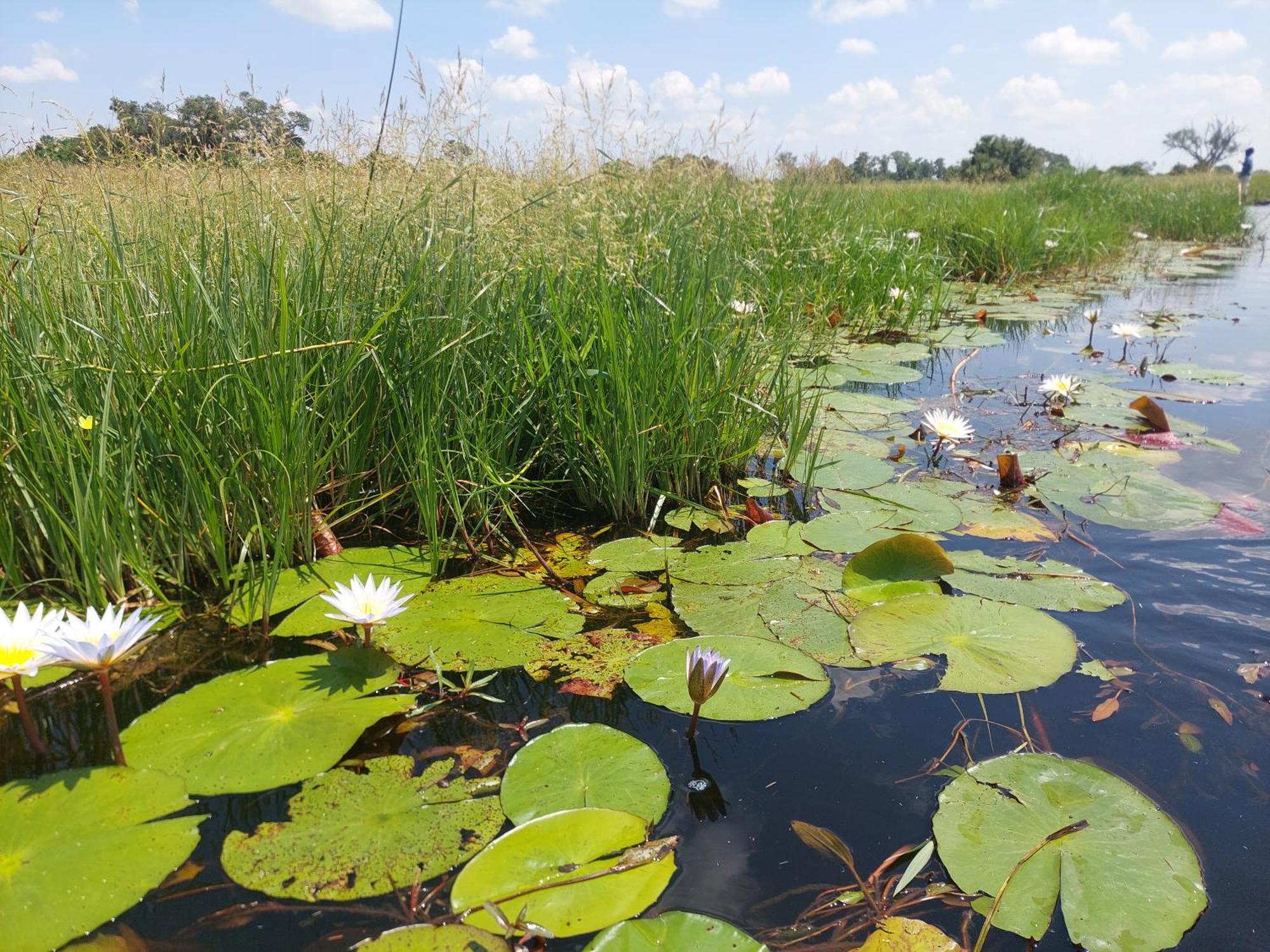 Golentle Home Stay Maun ภายนอก รูปภาพ